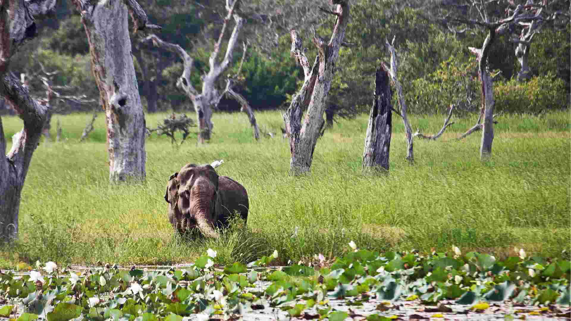 Araku Valley